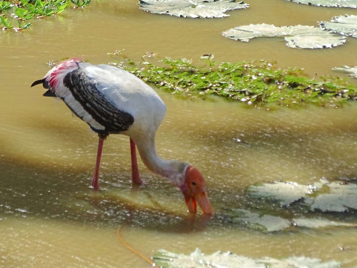 Painted Stork - Sri Srikumar