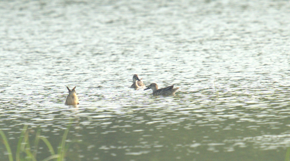 Garganey - AJAY ARNOLD