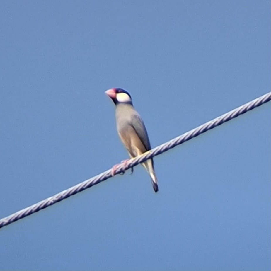 Java Sparrow - ML624543313