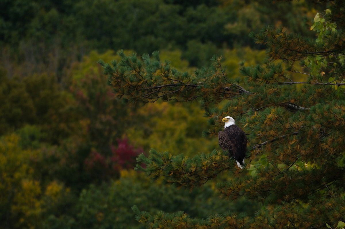 Bald Eagle - ML624543314