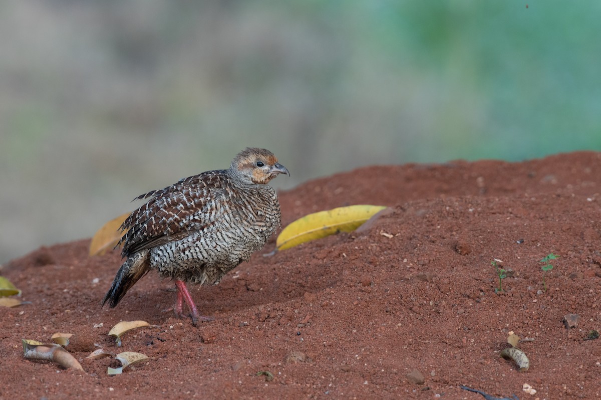 Gray Francolin - ML624543324