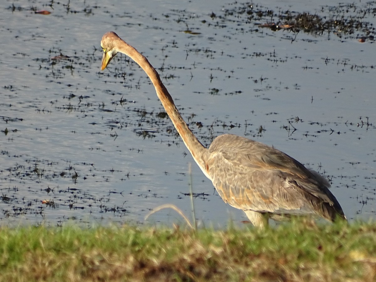 Purple Heron - ML624543347