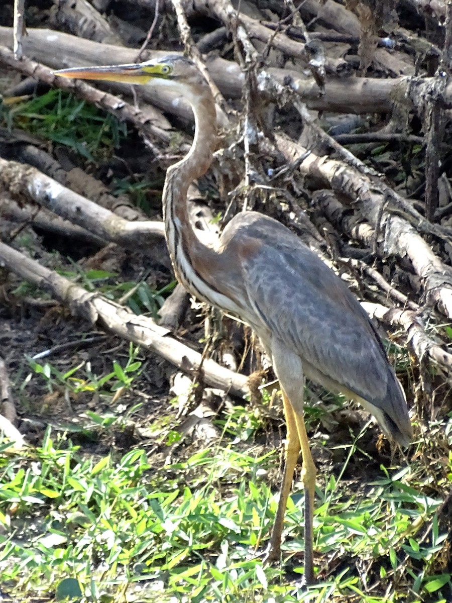 Purple Heron - ML624543348