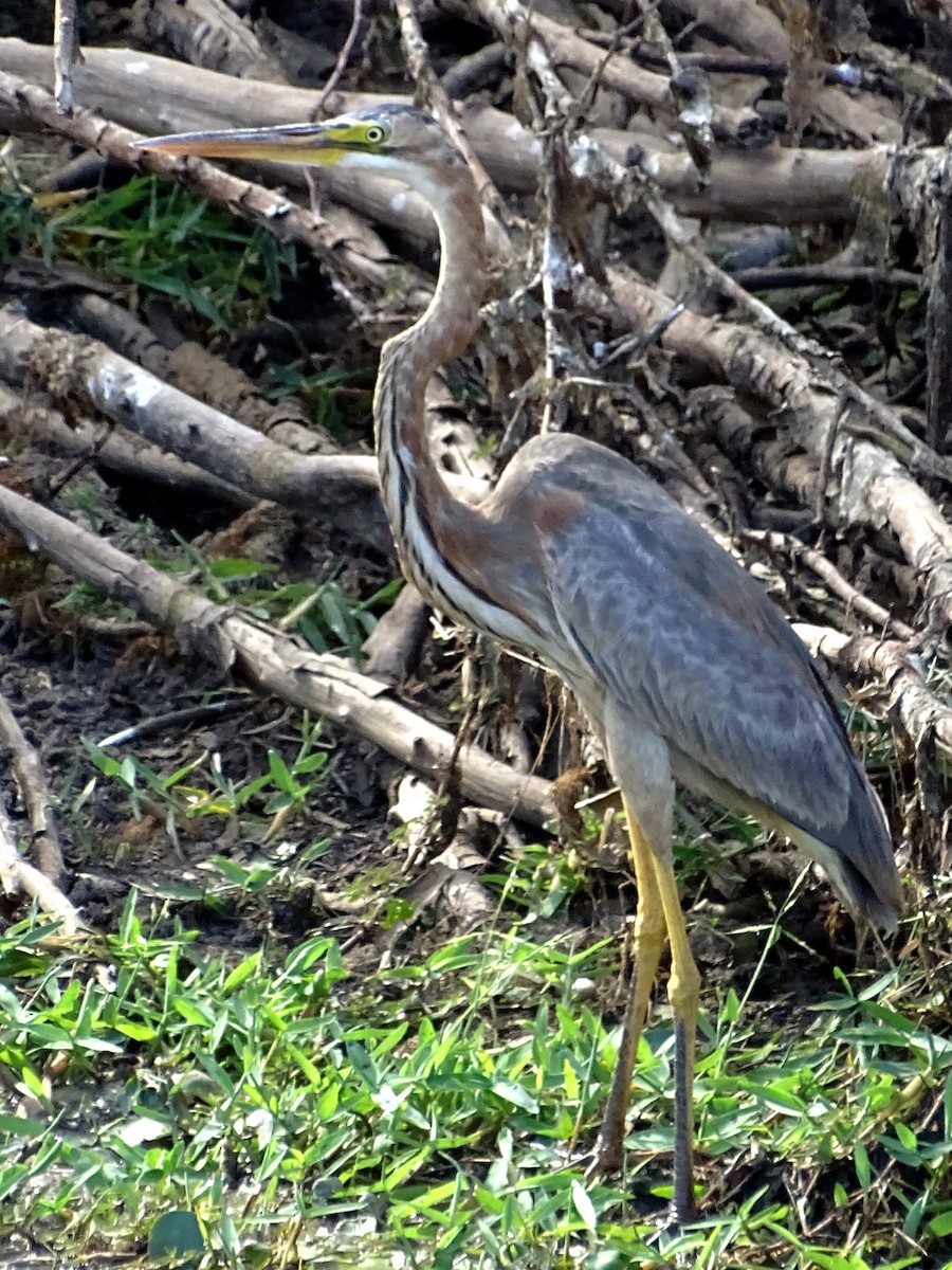 Purple Heron - ML624543349