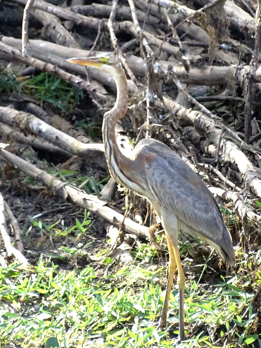 Purple Heron - ML624543350