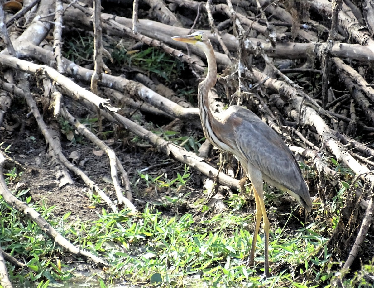 Purple Heron - Sri Srikumar