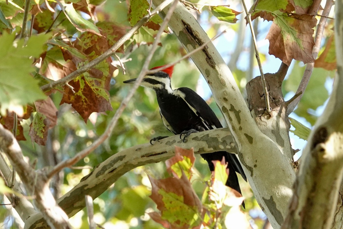 Pileated Woodpecker - ML624543355