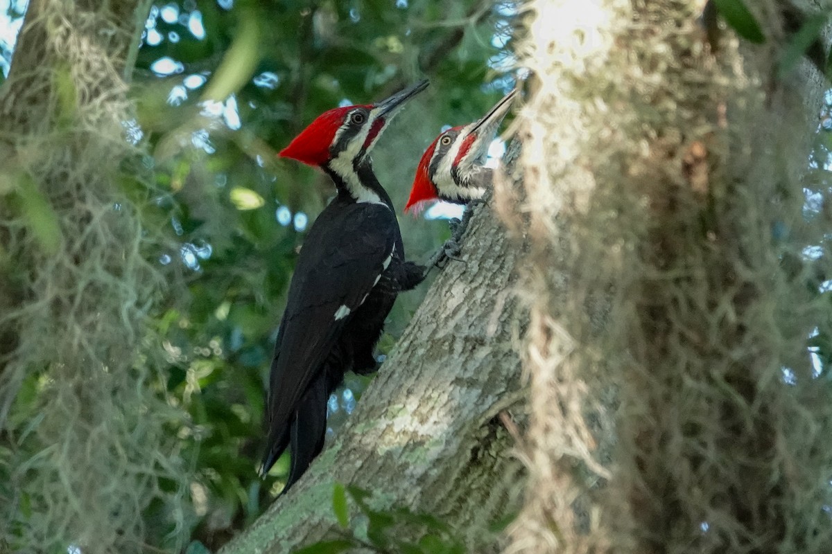 Pileated Woodpecker - ML624543357