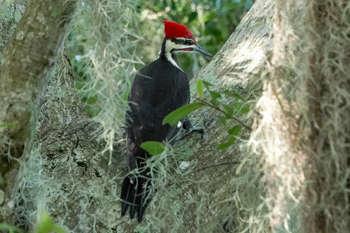 Pileated Woodpecker - ML624543358