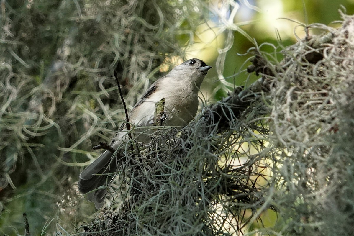 Tufted Titmouse - ML624543359