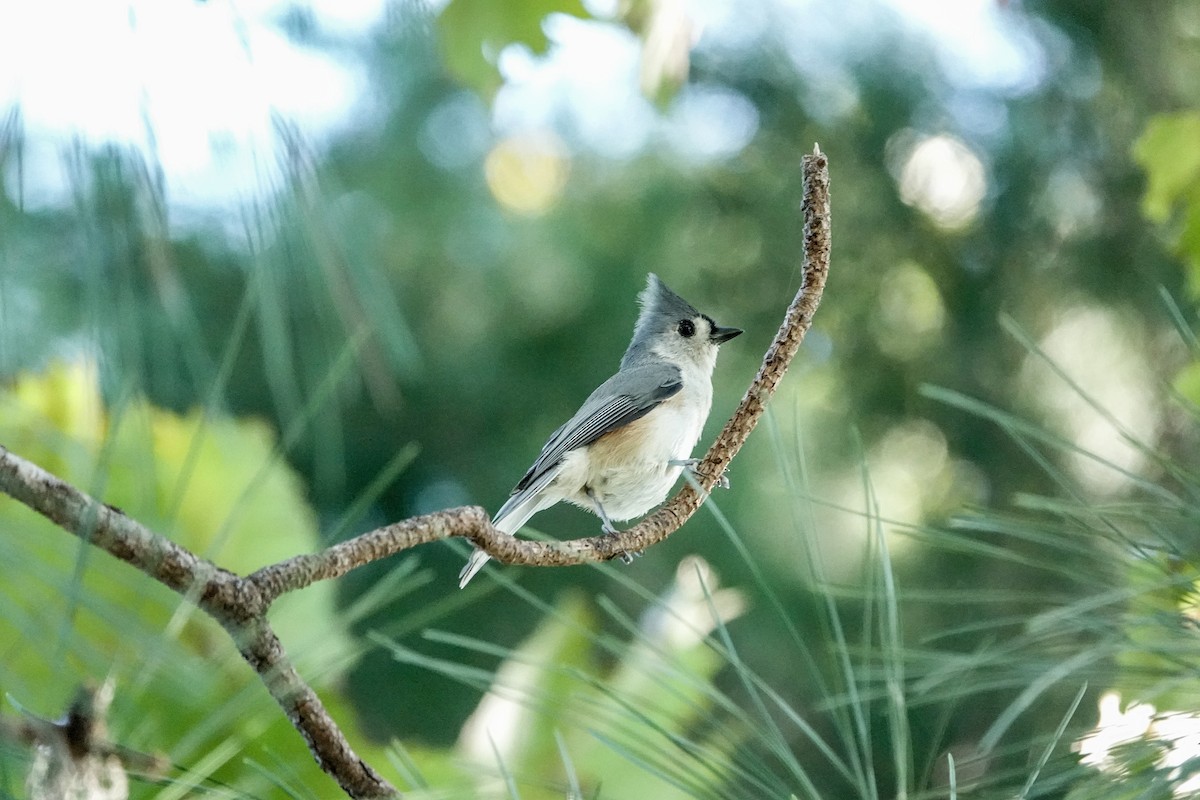 Tufted Titmouse - ML624543360