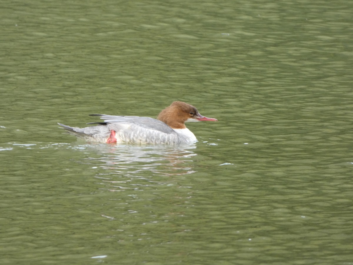 Common Merganser - ML624543361