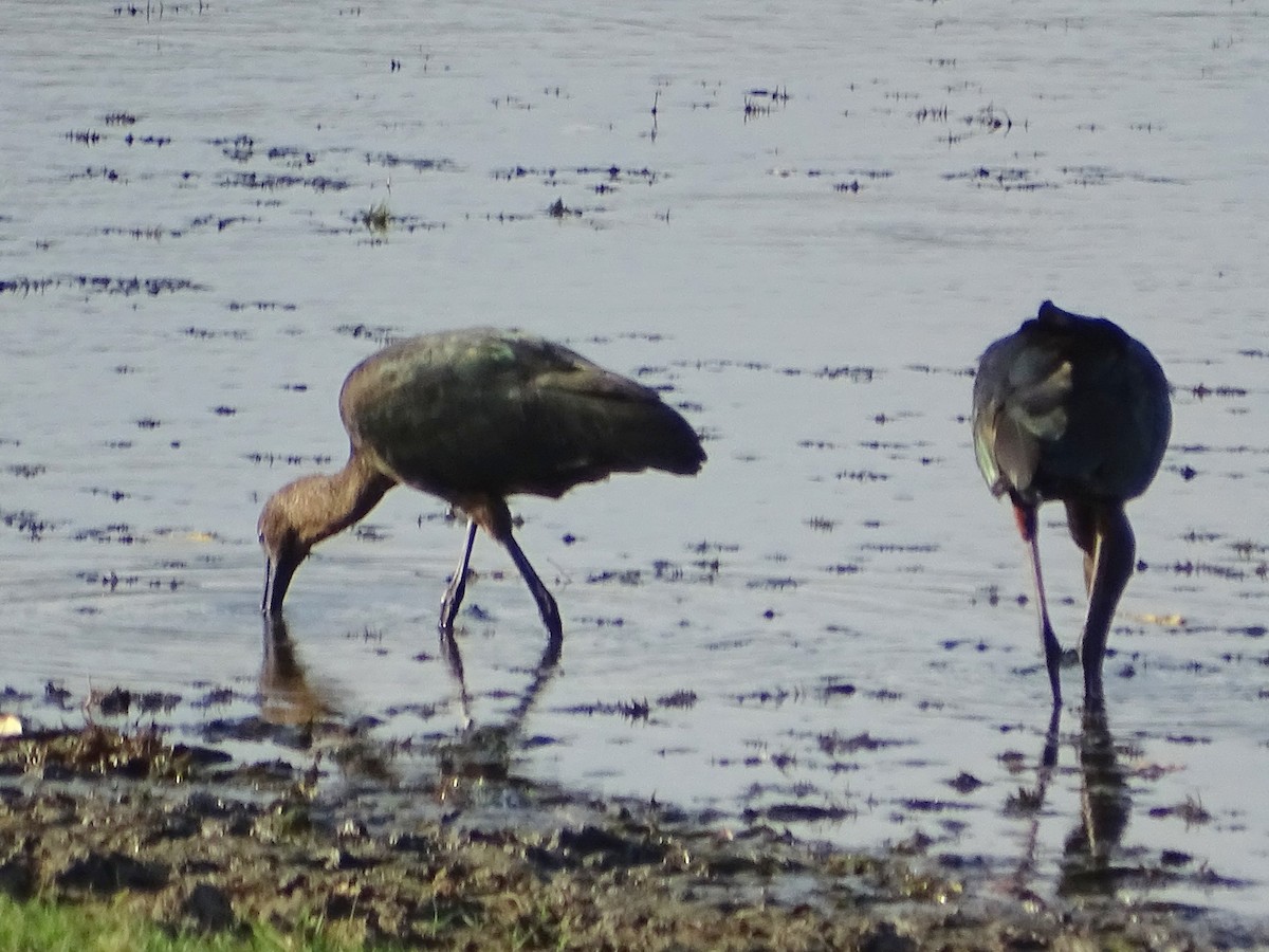 Glossy Ibis - Sri Srikumar