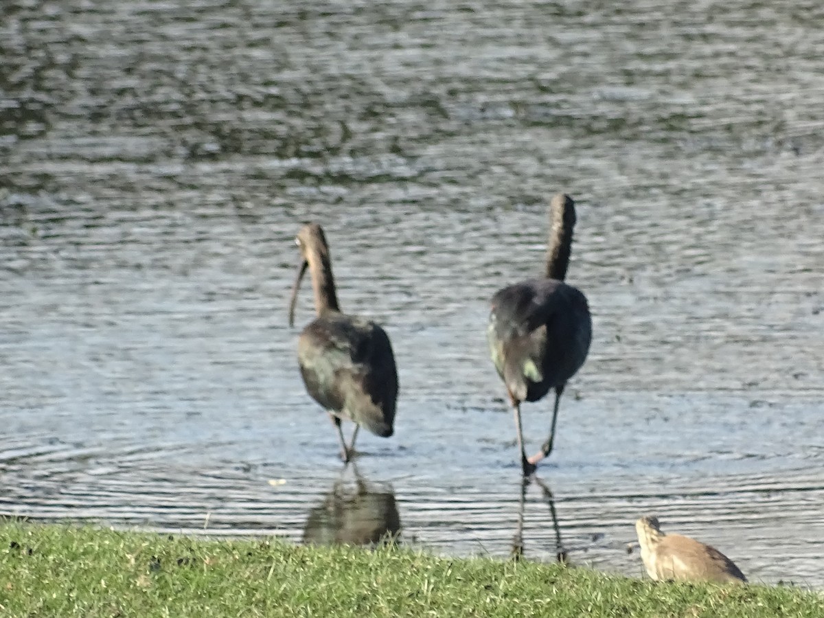 Glossy Ibis - ML624543364