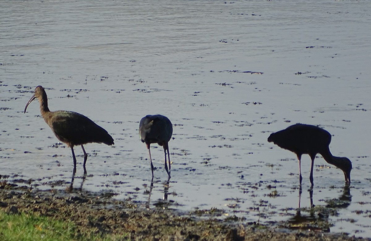 Glossy Ibis - ML624543365