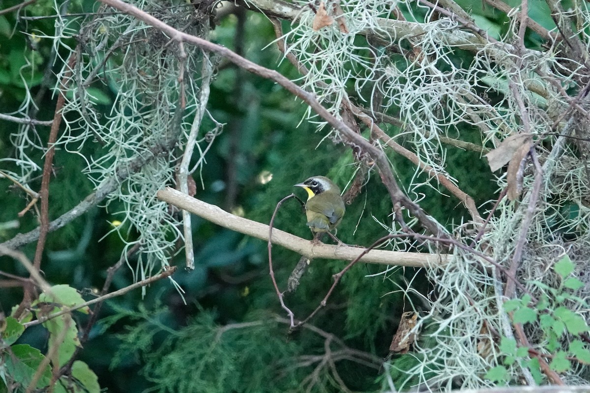 Common Yellowthroat - ML624543367