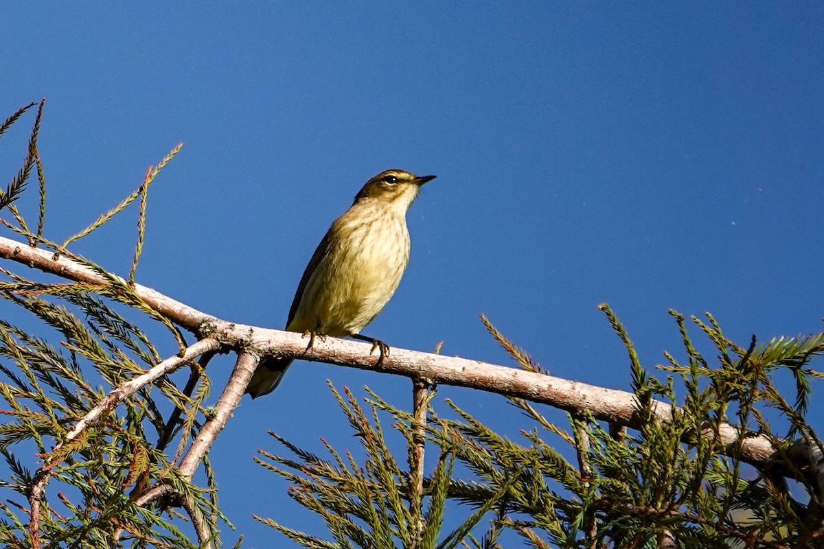 Palm Warbler - Kathy Doddridge