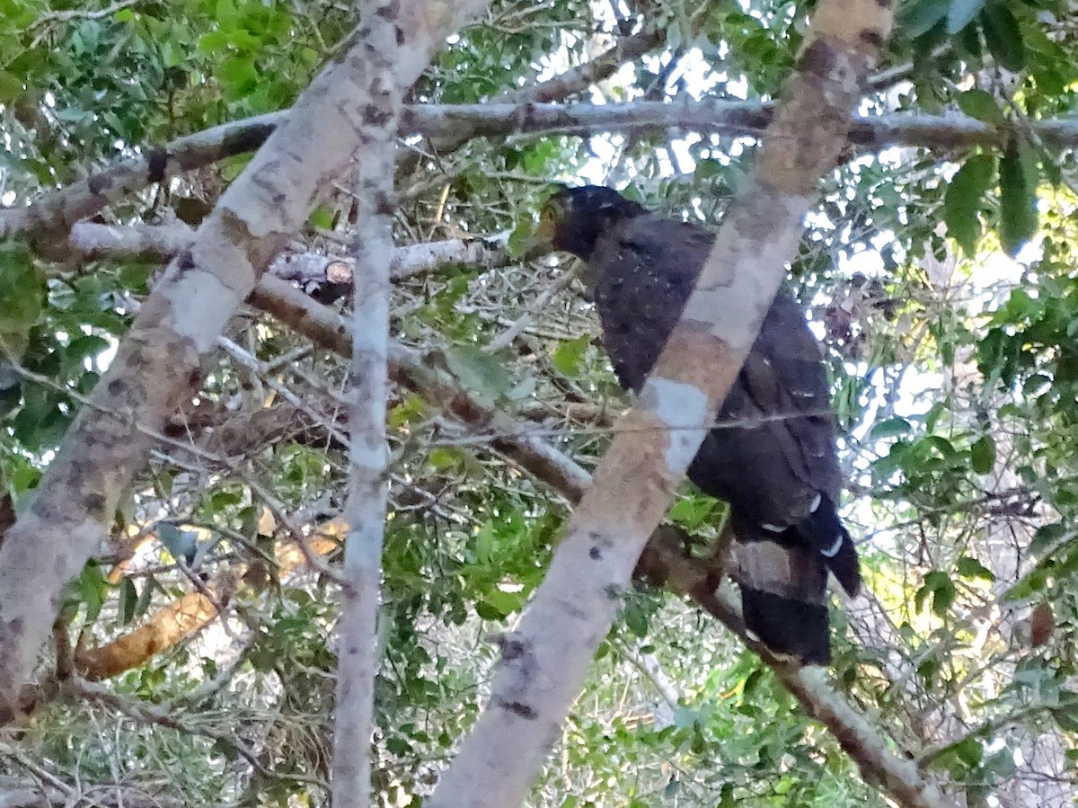 Crested Serpent-Eagle - ML624543372