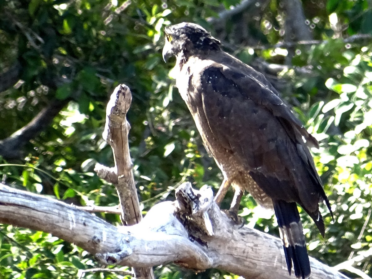 Crested Serpent-Eagle - ML624543373