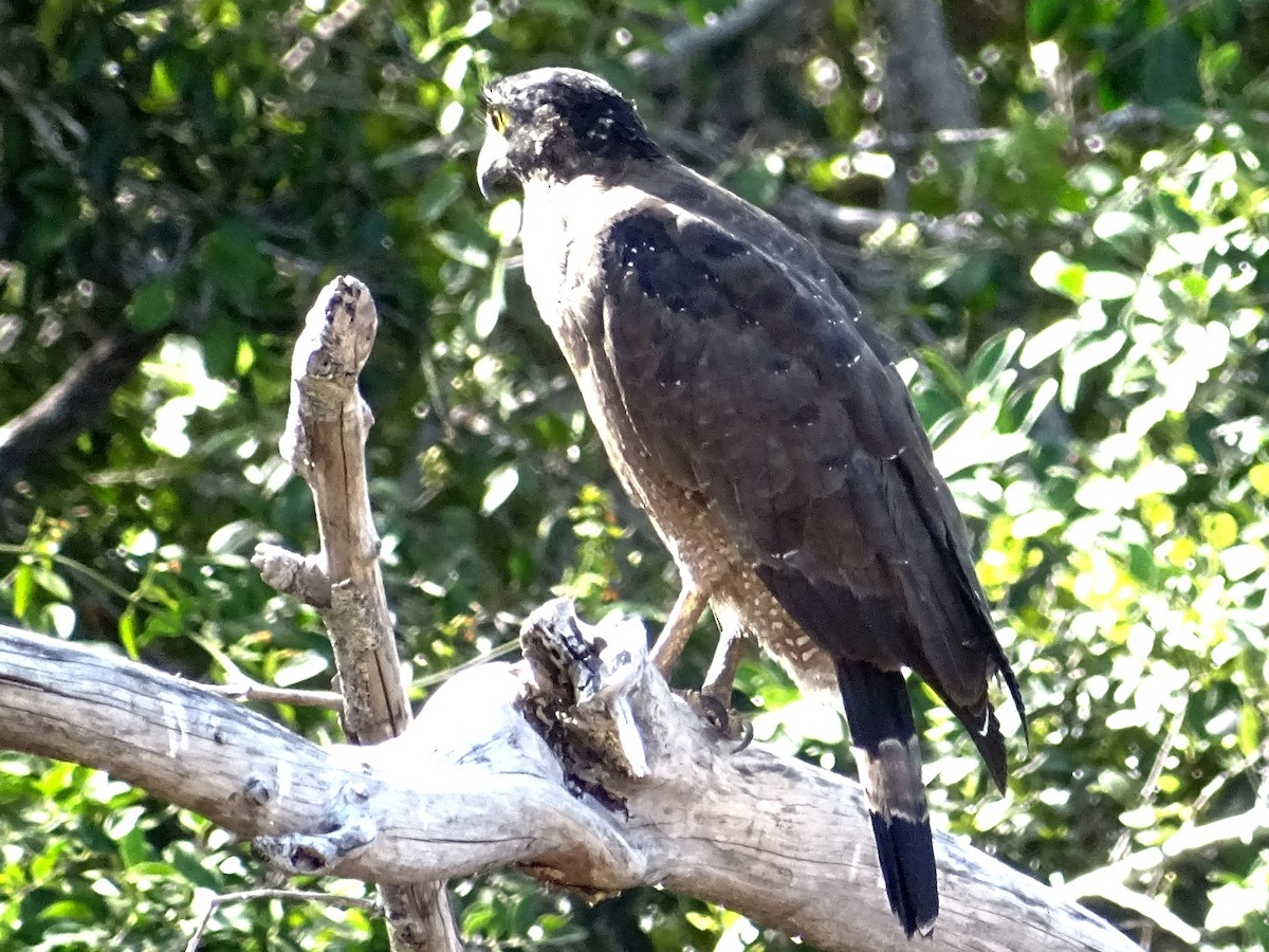 Crested Serpent-Eagle - ML624543374