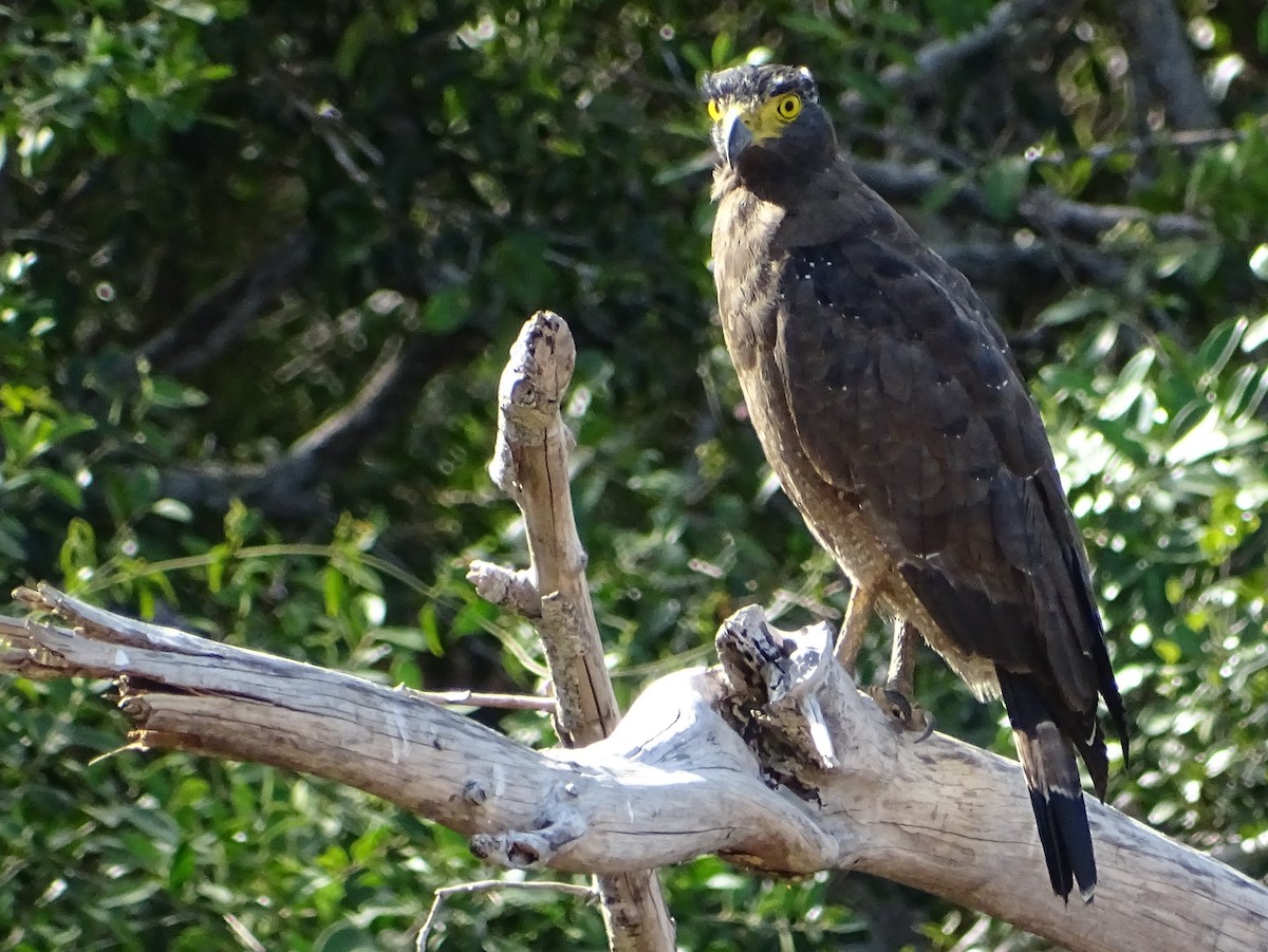 Crested Serpent-Eagle - ML624543375