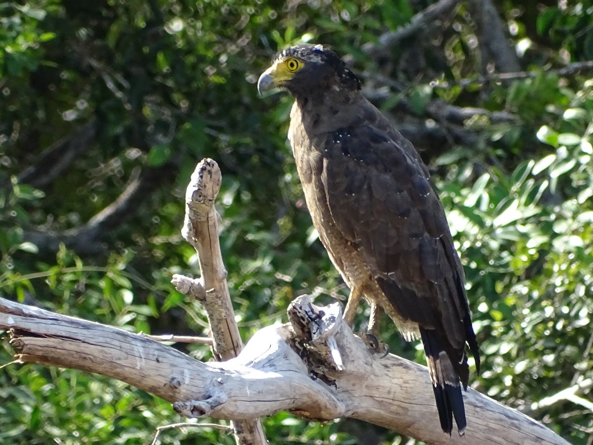 Crested Serpent-Eagle - ML624543376