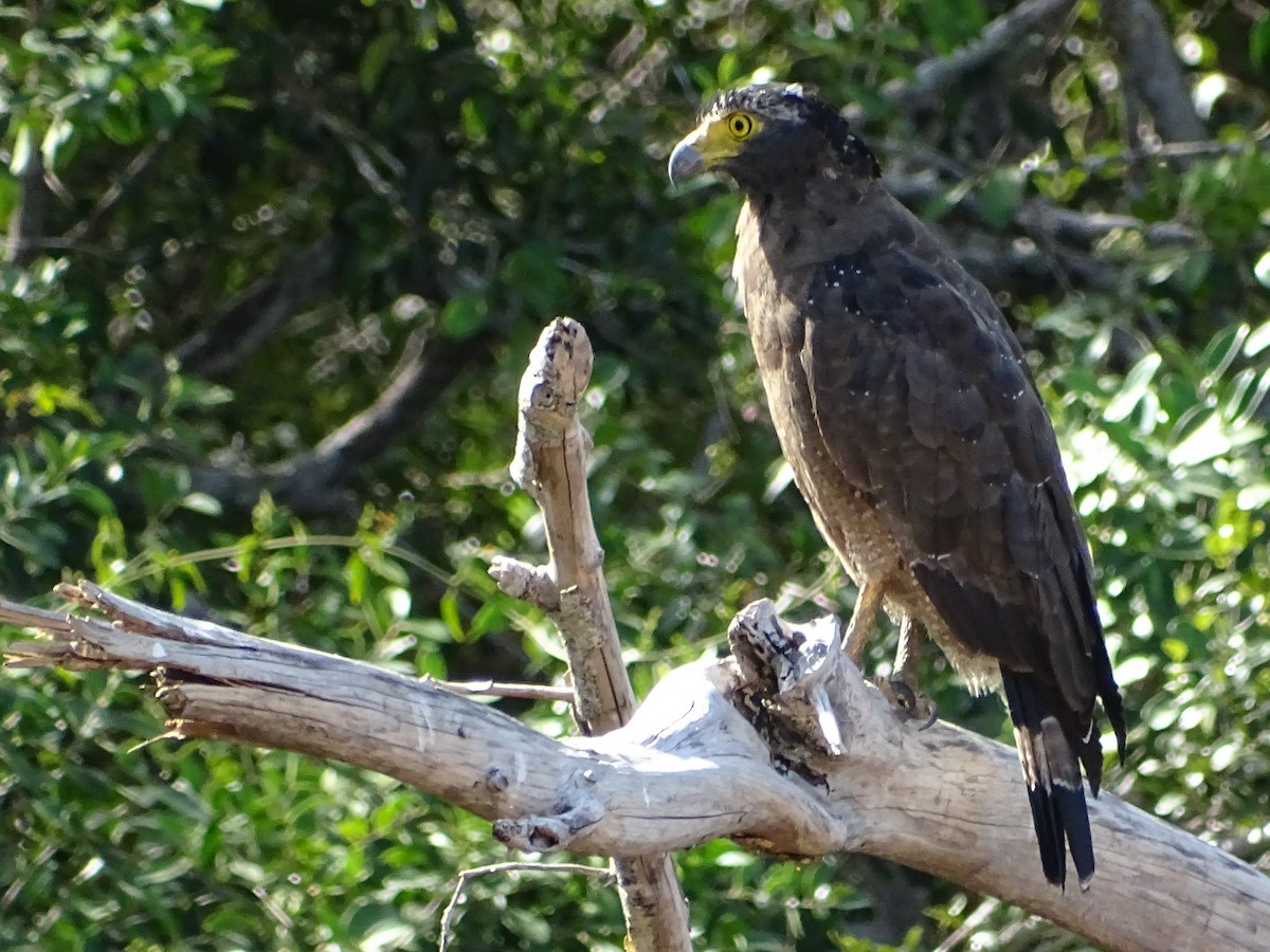 Crested Serpent-Eagle - ML624543377