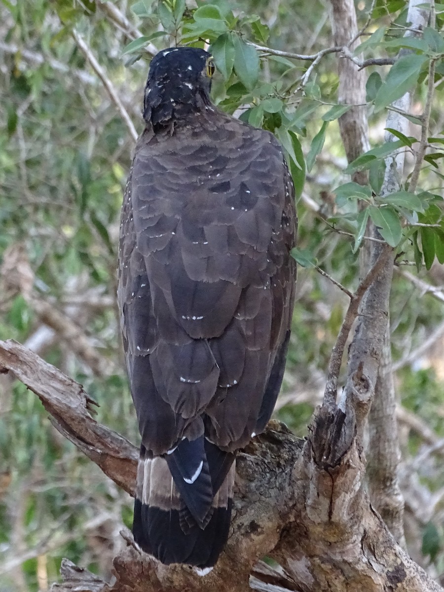 Crested Serpent-Eagle - ML624543378