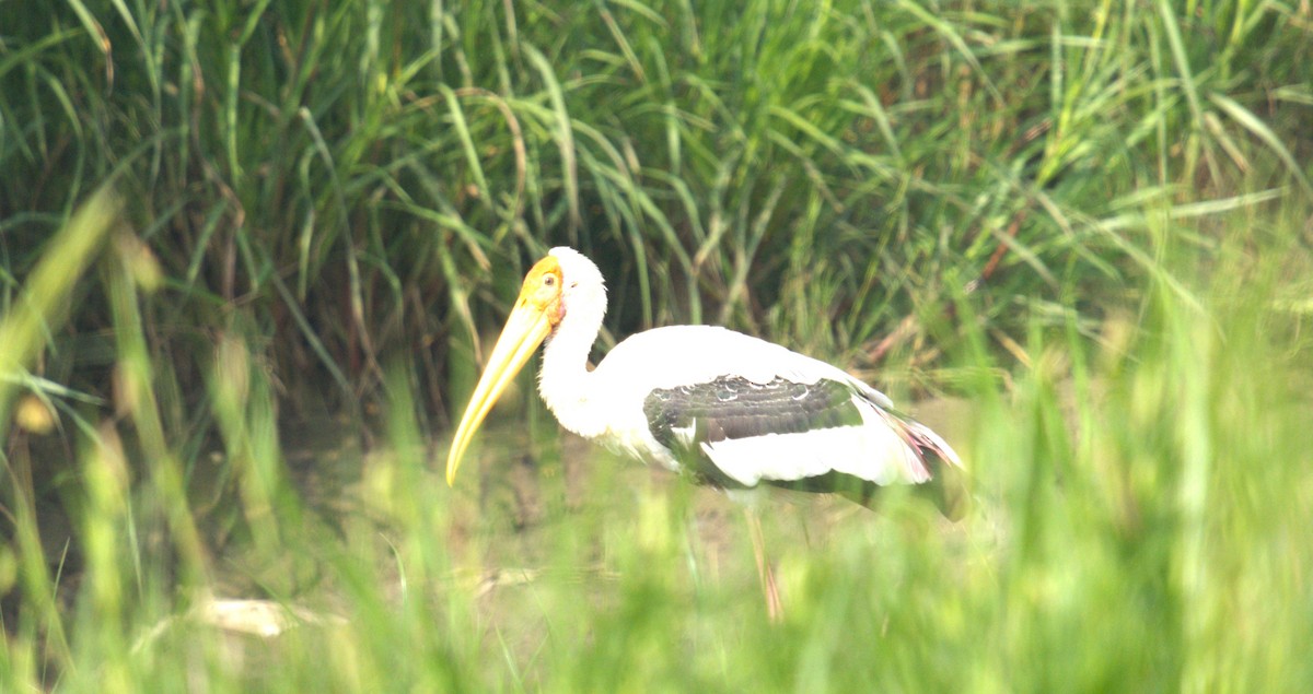 Painted Stork - ML624543383