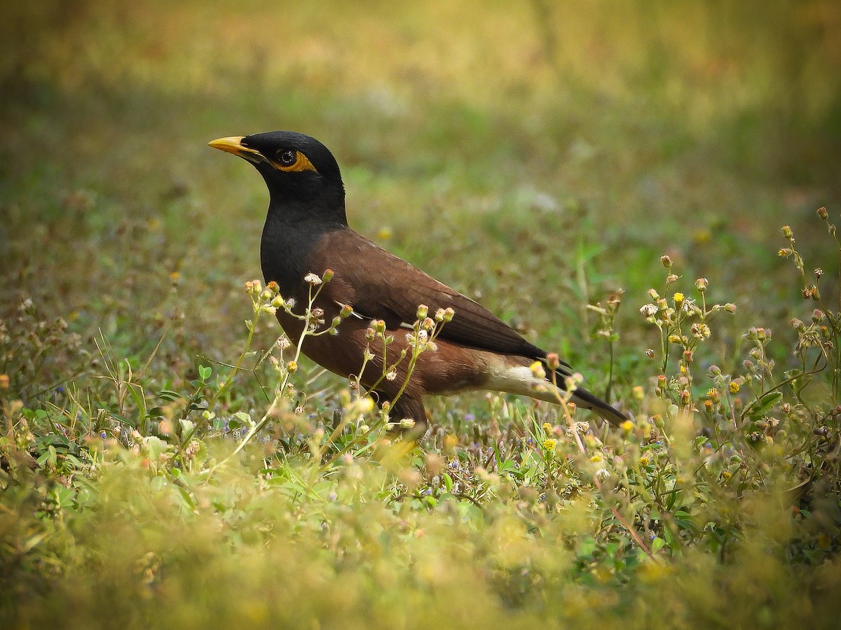 Common Myna - VAibhAV Patil