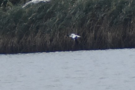 Common Shelduck - ML624543510