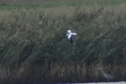 Common Shelduck - ML624543511