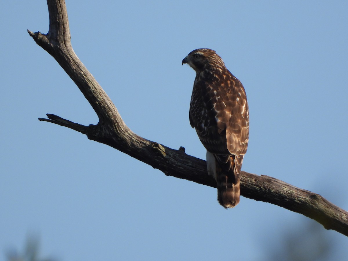 Red-tailed Hawk - ML624543518