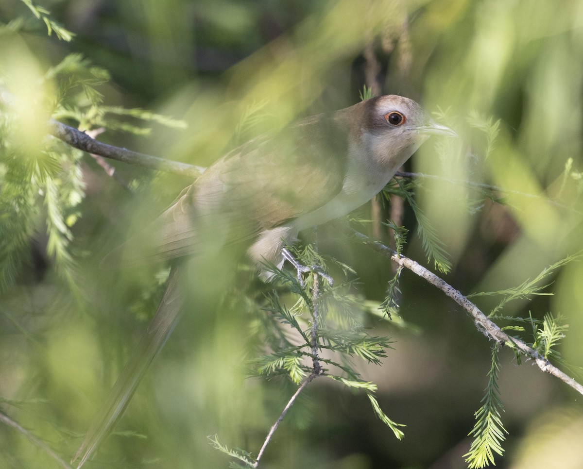 Black-billed Cuckoo - ML624543557