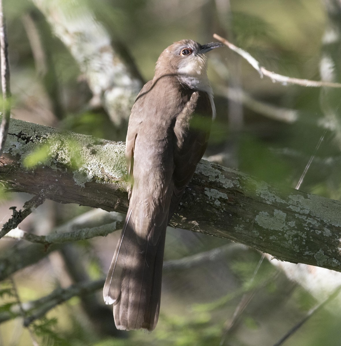 Black-billed Cuckoo - ML624543558