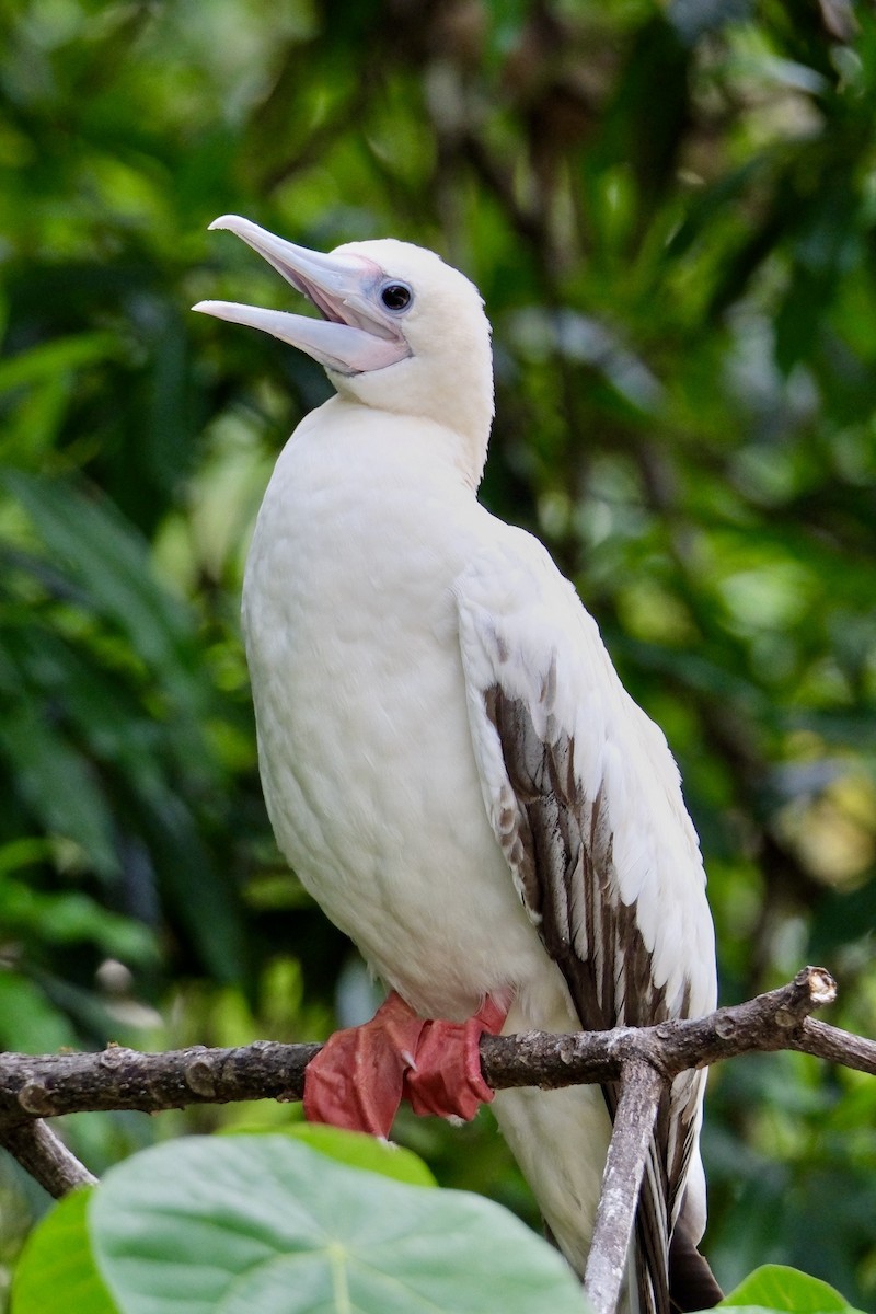 Red-footed Booby - ML624543561