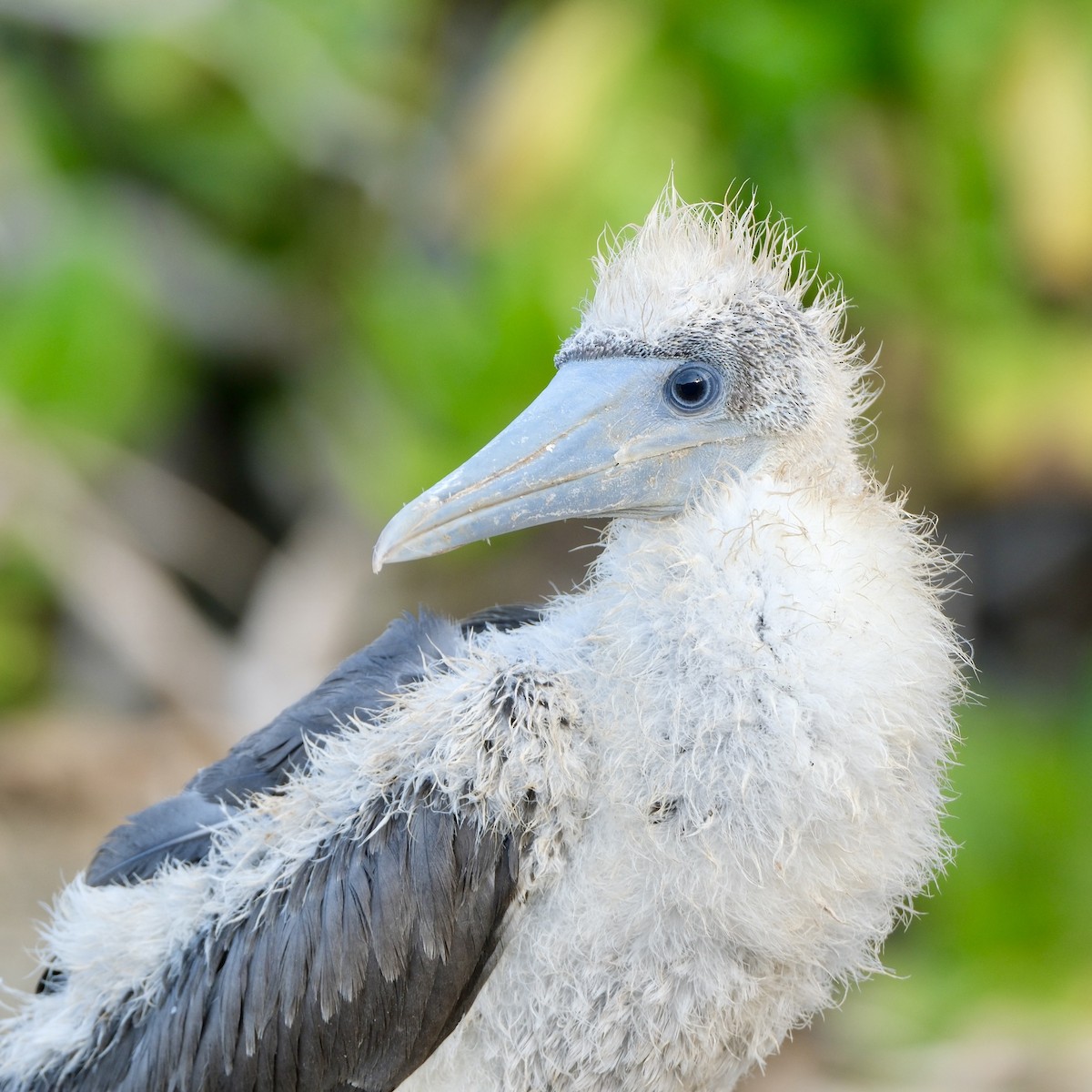 Red-footed Booby - ML624543562