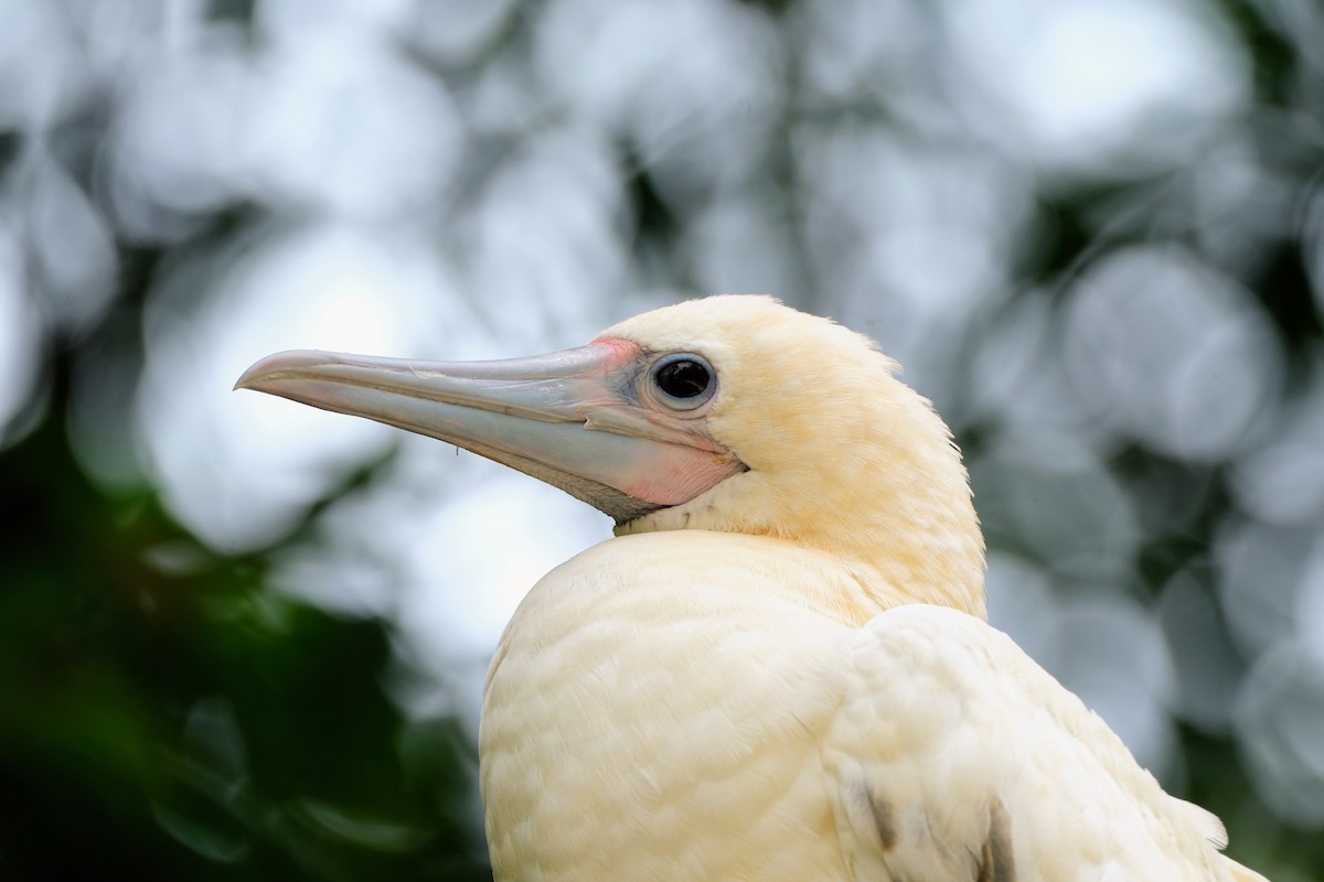 Red-footed Booby - ML624543563