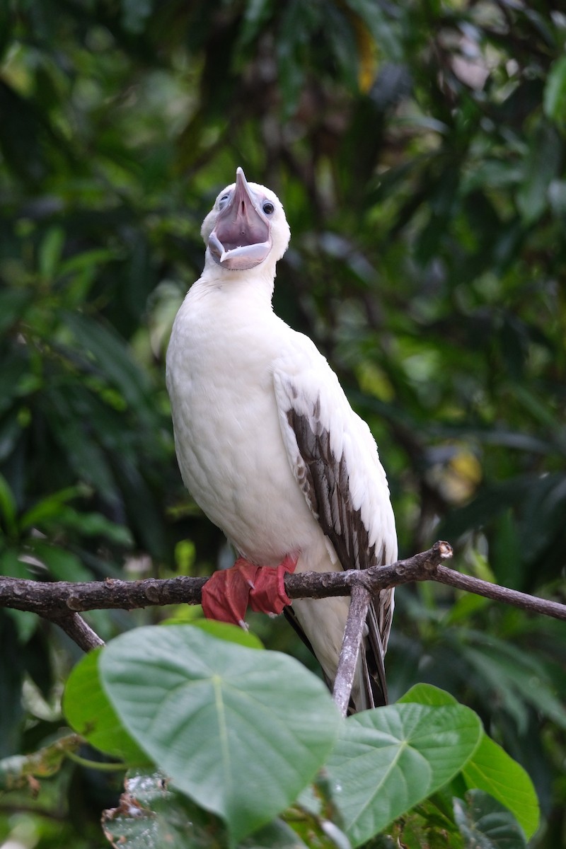 Red-footed Booby - ML624543564