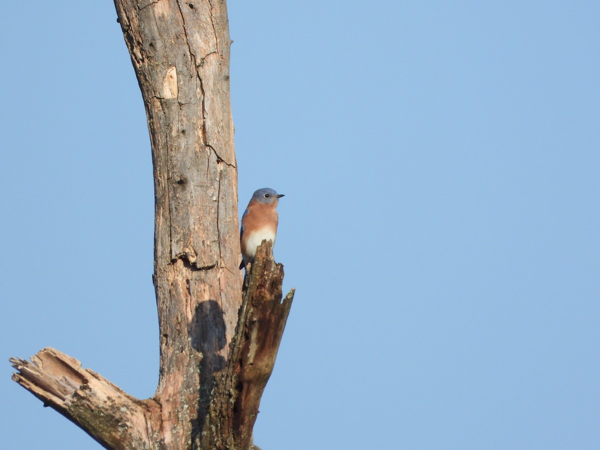 Eastern Bluebird - ML624543583