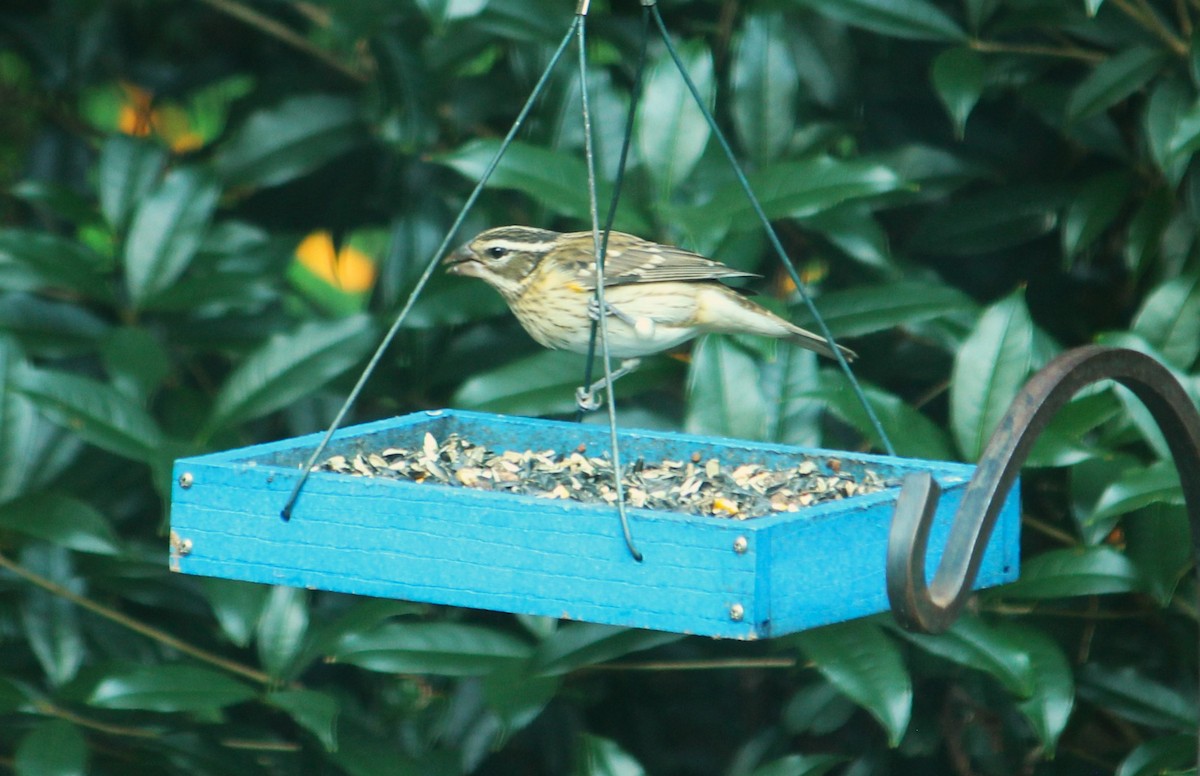 Rose-breasted Grosbeak - Becky Bateman