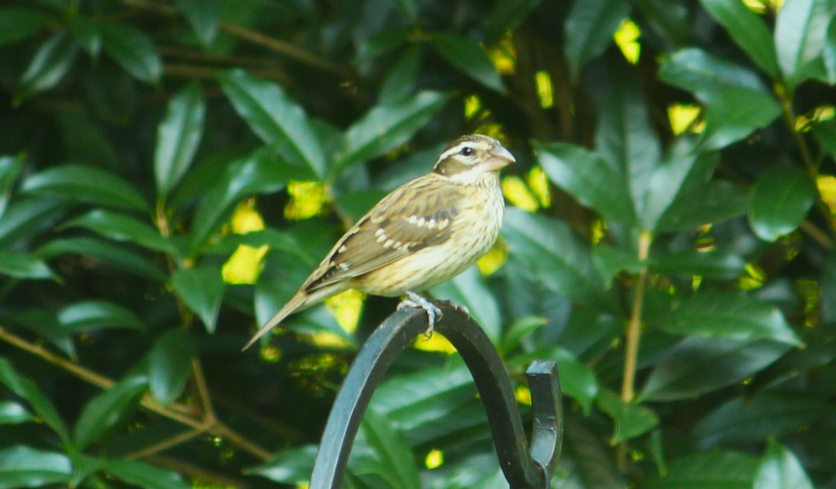 Rose-breasted Grosbeak - ML624543585