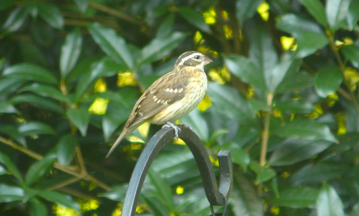 Rose-breasted Grosbeak - ML624543586