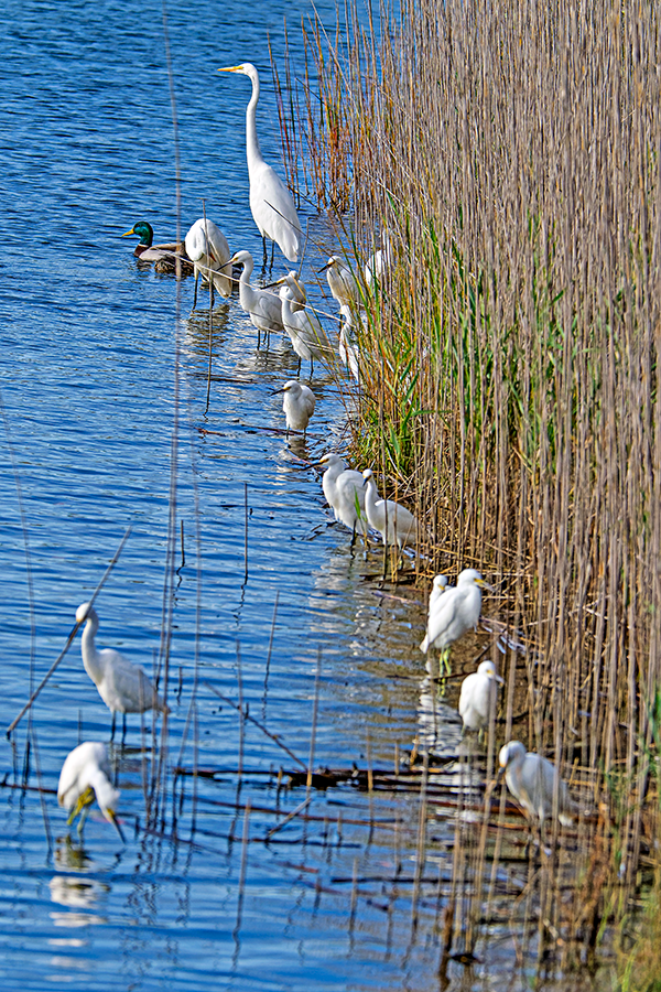 Great Egret - ML624543587