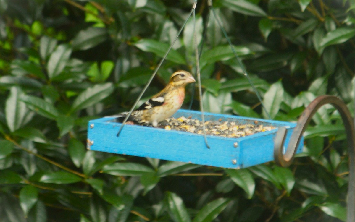 Rose-breasted Grosbeak - ML624543588