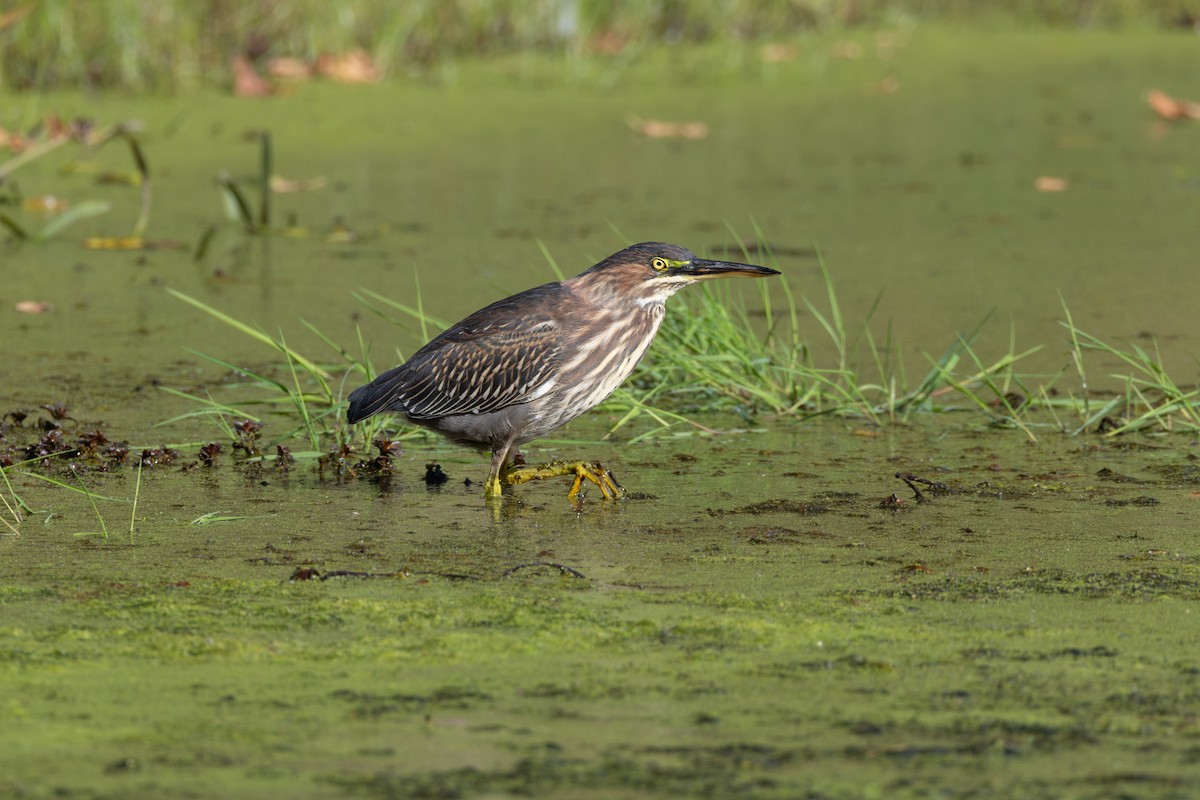 Green Heron - ML624543590