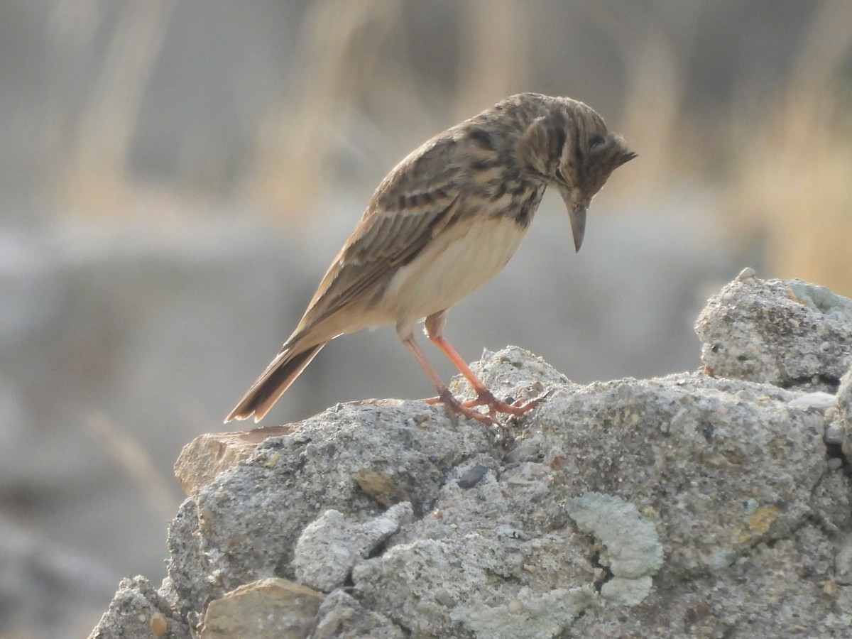 Crested Lark - ML624543592