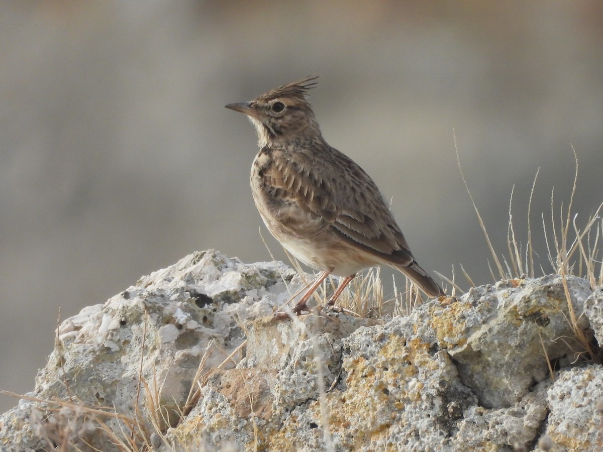 Crested Lark - ML624543593