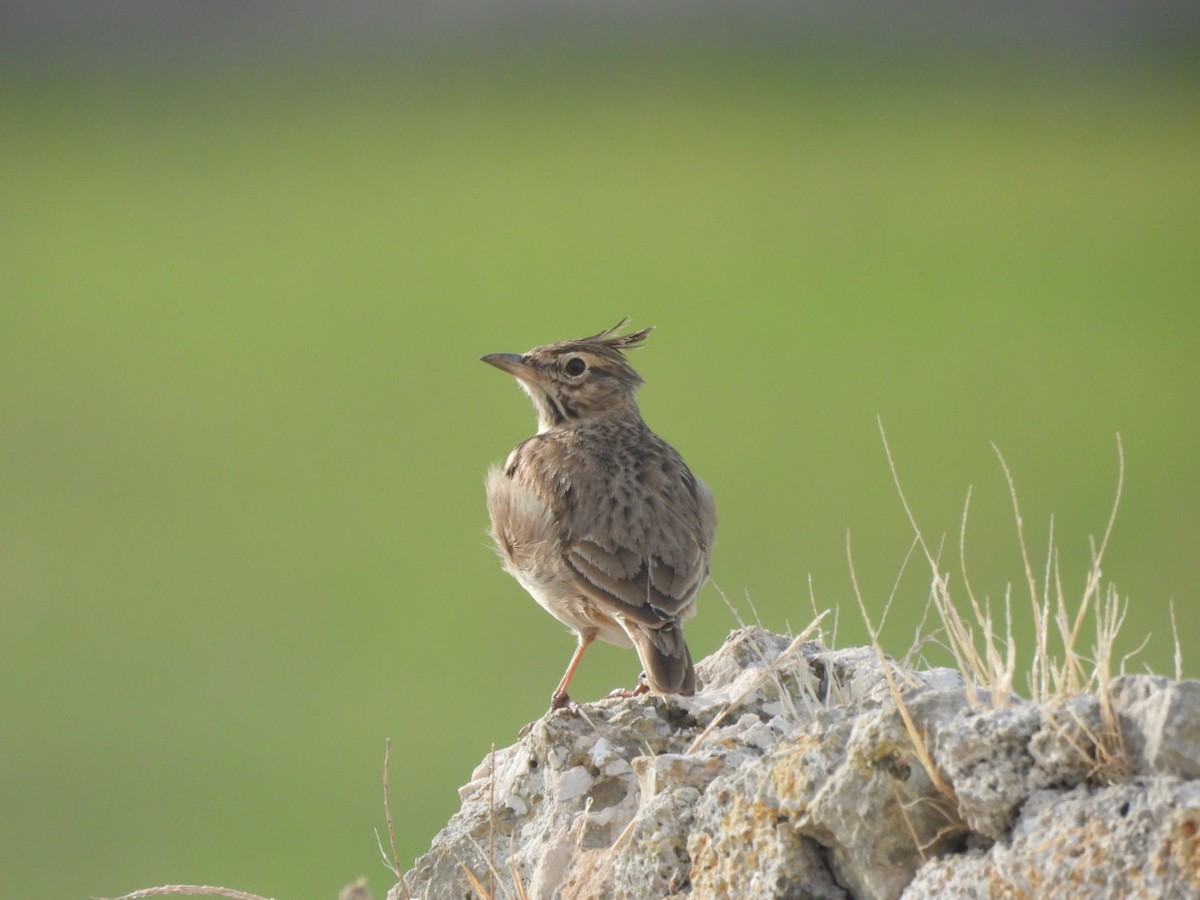 Crested Lark - ML624543594