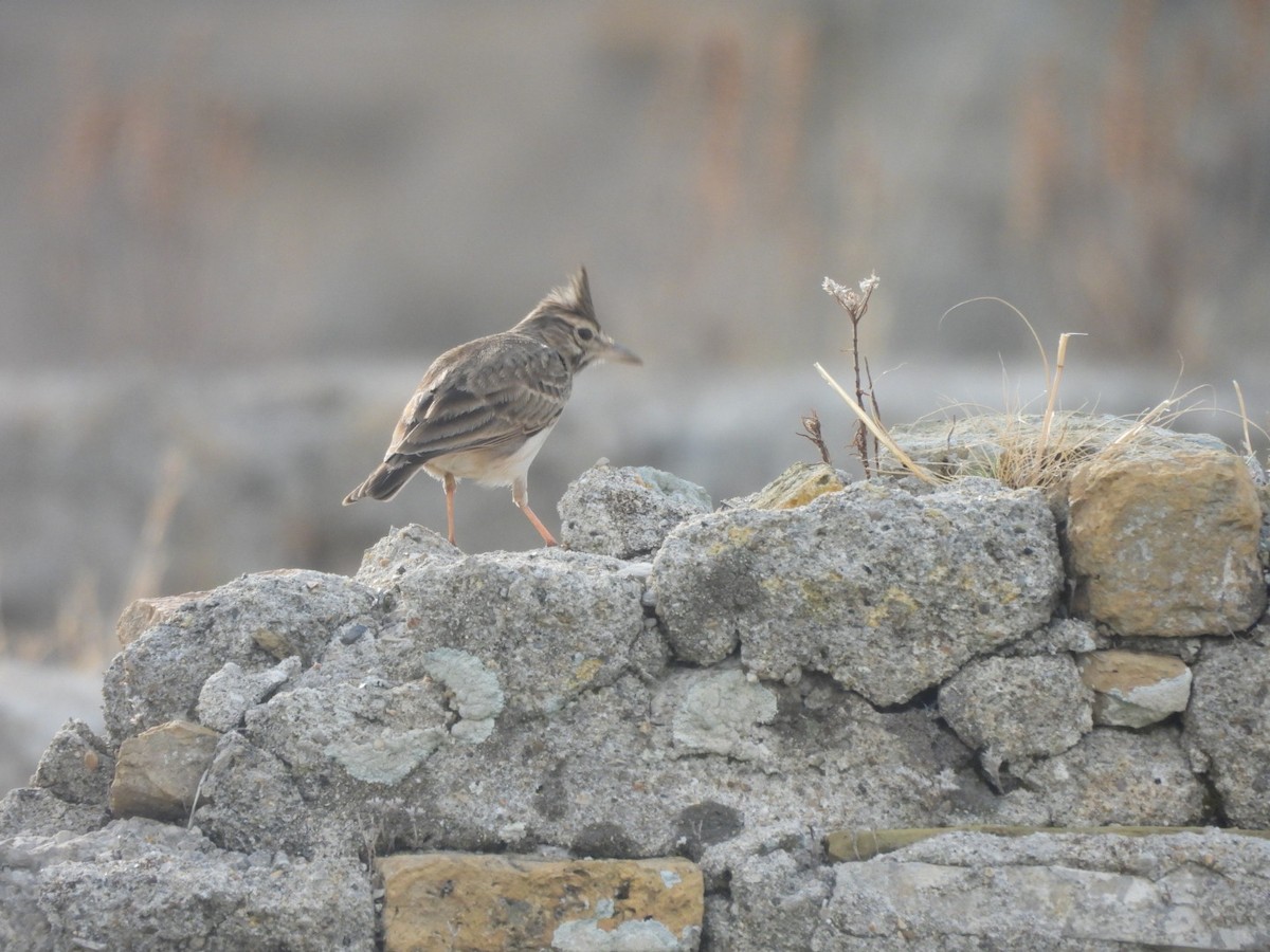 Crested Lark - ML624543595